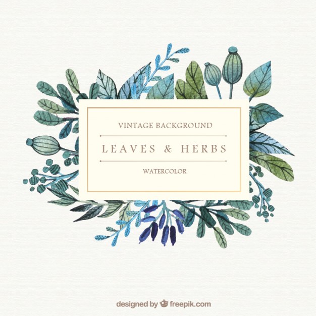 626x626 Herbal Vectors, Photos And Psd Files Free Download