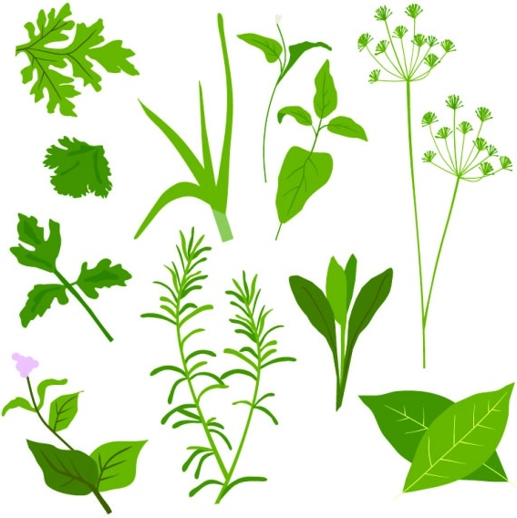 567x568 Herbal Leaves 01 Vector Free Vector In Encapsulated Postscript Eps
