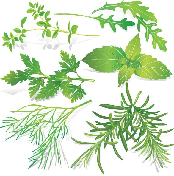 585x590 Herbal Leaves 05 Vector Free Vector In Encapsulated Postscript Eps
