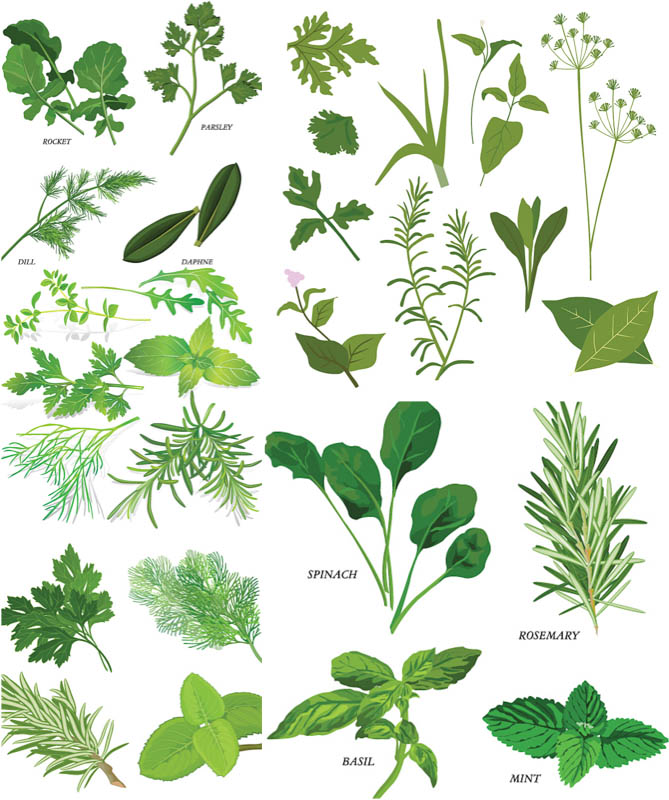 669x800 Herbal Vector Clipart Vector Graphics Blog