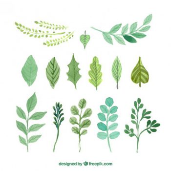 350x350 Need Herb Vectors, Psds Or Stock Photos