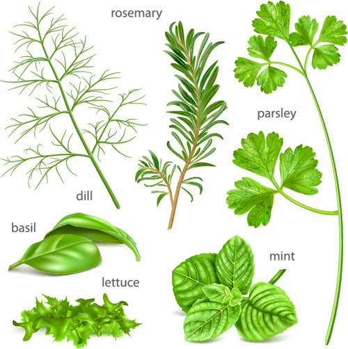 500x502 Various Herbs Vector Free Vector In Encapsulated Postscript Eps