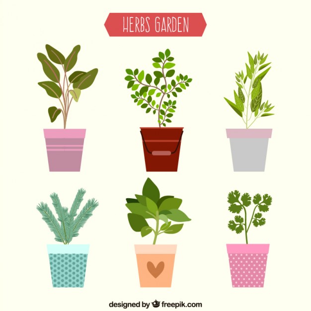 626x626 Flat Herbs Garden Collection Vector Free Download