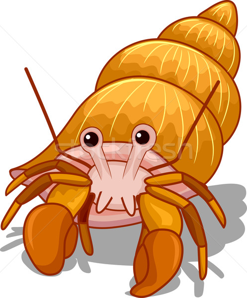 497x600 Hermit Crab Vector Illustration Lenm ( 2148542) Stockfresh