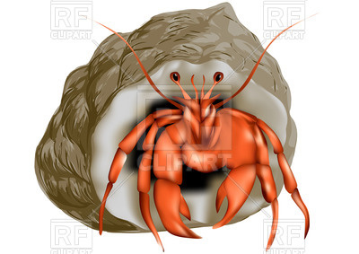 400x283 Hermit Crab Isolated On White Vector Image Vector Artwork Of
