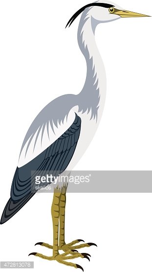 311x556 Vector Grey Heron Stock Vectors