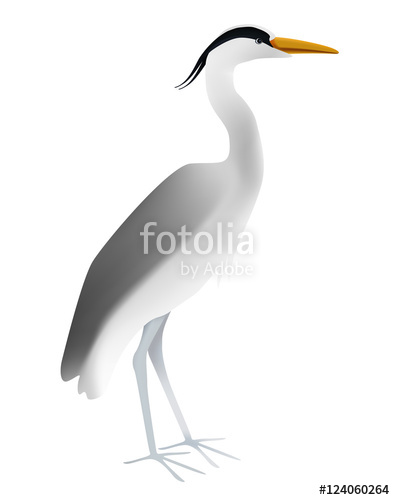 395x500 Vector Illustration Of Grey Heron On White Background. Isolated