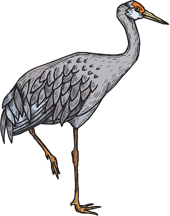 565x720 Blue Heron Clipart Vector 13