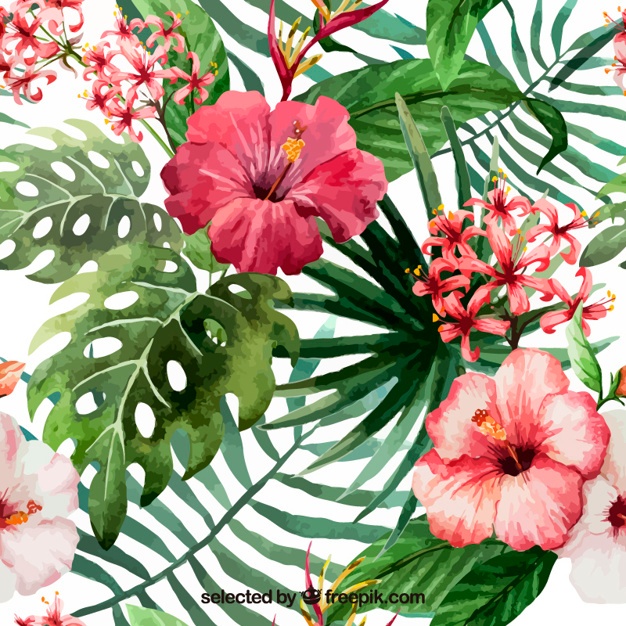 626x626 Hibiscus Vectors, Photos And Psd Files Free Download