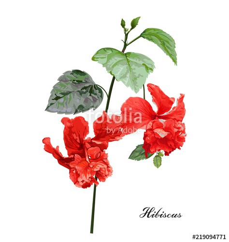 474x500 Hibiscus Flower Vector Illustration Stock Image And Royalty Free