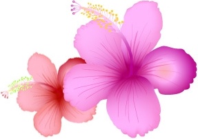287x201 Hibiscus Flowers Vector Design On White Background Free Vector In