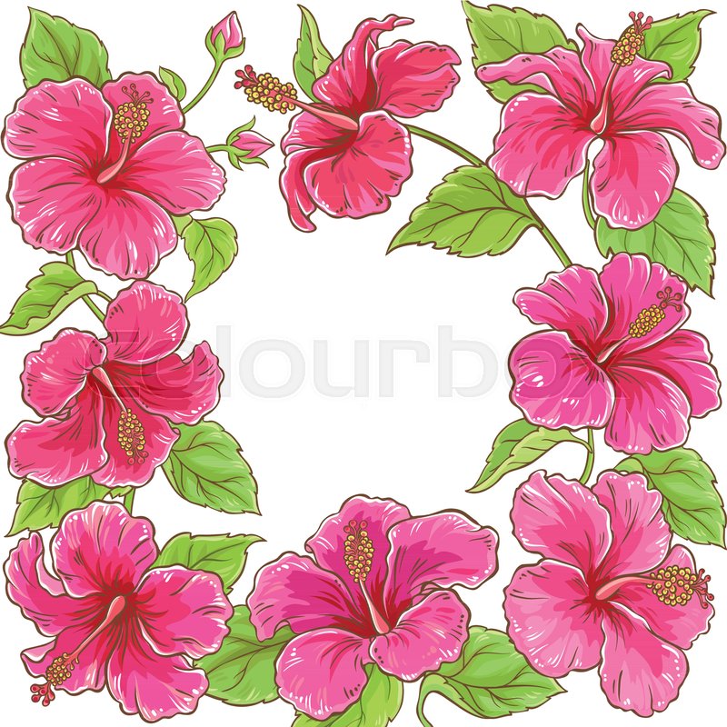 800x800 Hibiscus Flowers Vector Frame On White Background Stock Vector