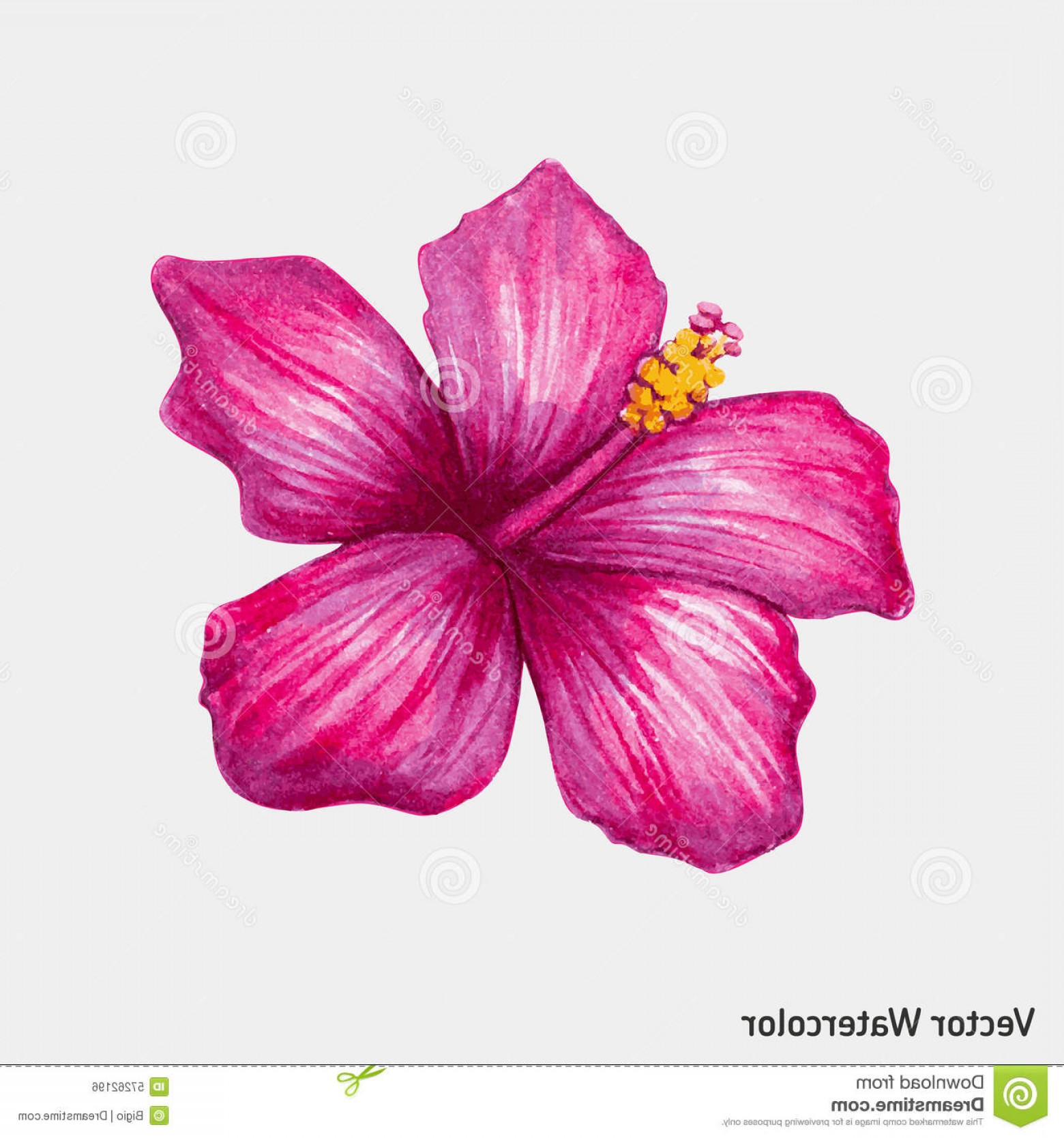 1560x1668 Stock Illustration Watercolor Pink Hibiscus Flower Vector