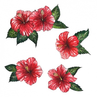 338x338 Hibiscus Flower Design Desktop Backgrounds