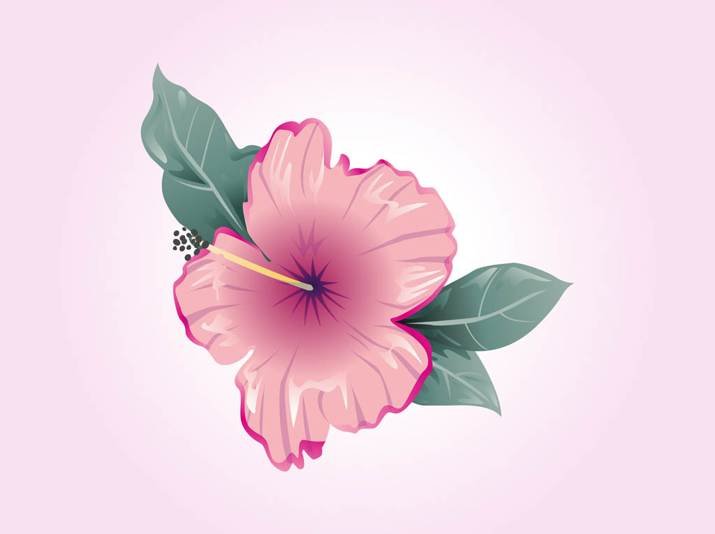 1024x765 Hibiscus Vector Vector Art Amp Graphics