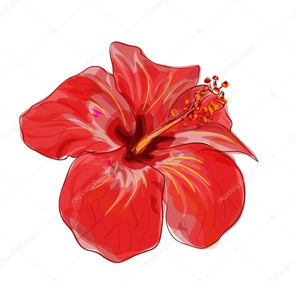 1023x971 Image Result For Hibiscus Vector Pasifika (Art Amp Design