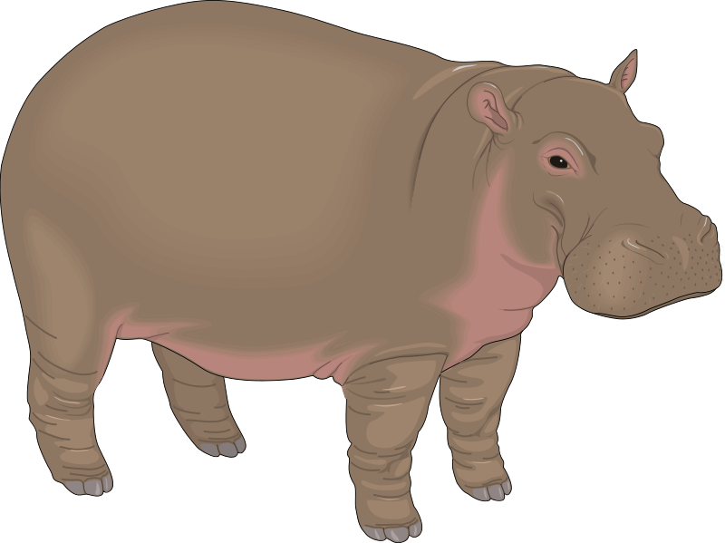 800x599 Hippopotamus Free Vector 4vector