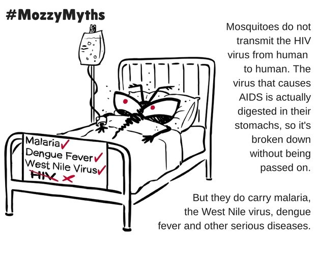 625x505 Mosquitos As A Vector Of Human Immunodeficiency Virus (Hiv) Ple
