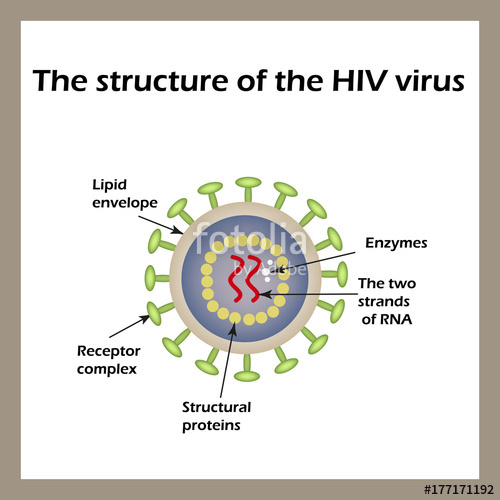 500x500 The Structure Of The Aids Virus. Hiv. Vector Illustration Stock