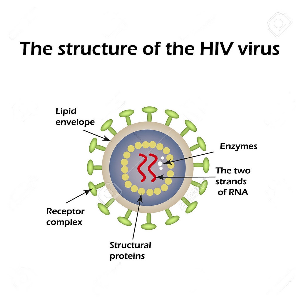 1024x1024 The Structure Of The Aids Virus. Hiv. Vector