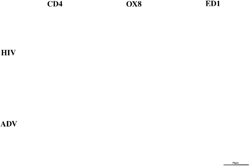 850x563 Mmune Response In Hiv Vector And Adv Vector Injected Brains