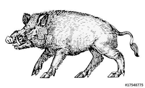 500x303 Hog Vector Stock Image And Royalty Free Vector Files On Fotolia