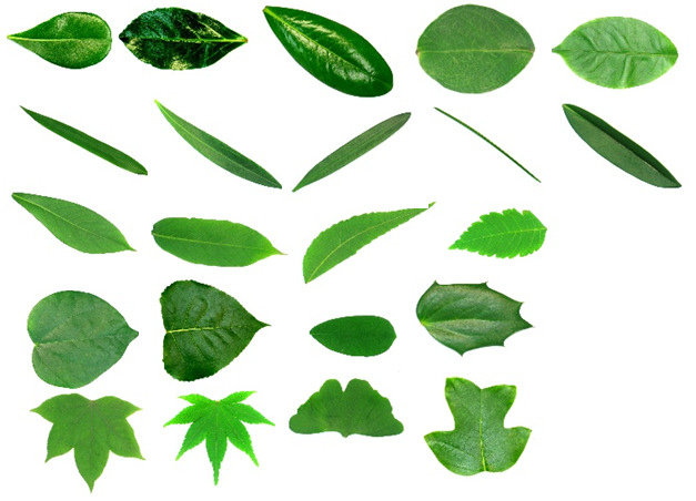 627x452 Leaf Samples In Test Database For Each Image, A Hog Descriptor
