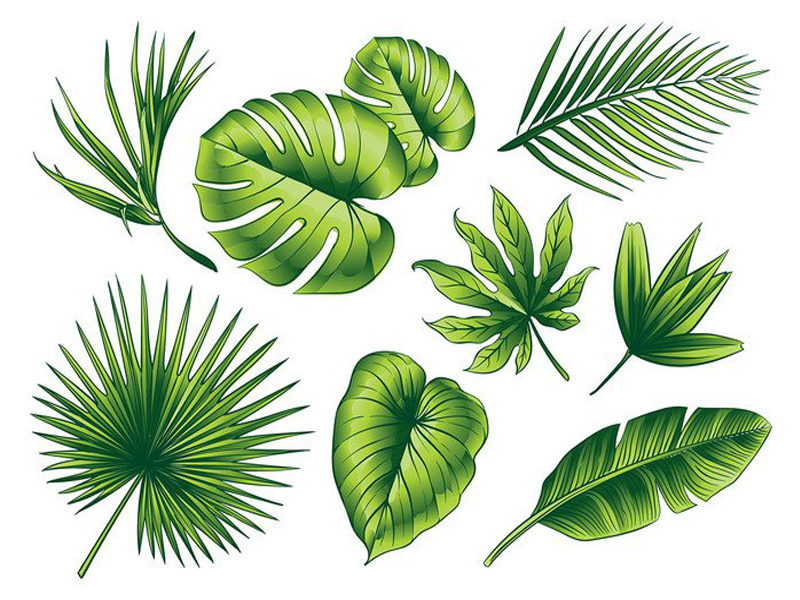 800x600 Hojas Free Vector