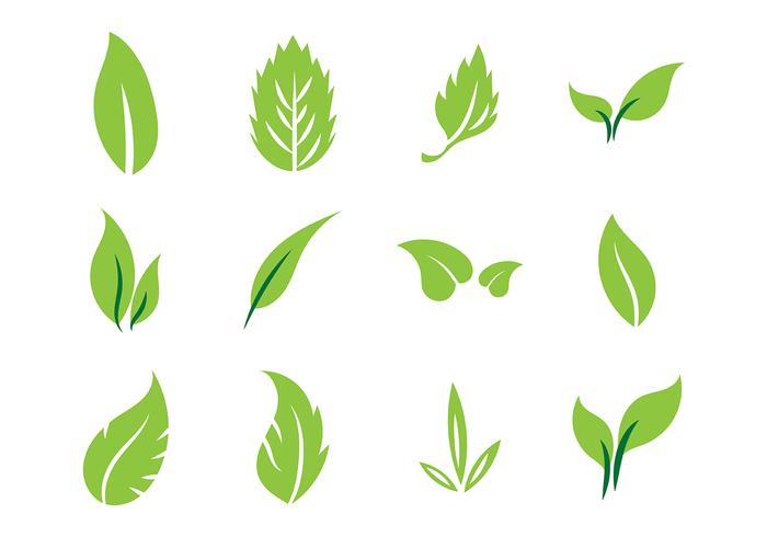 700x490 Hojas Vector