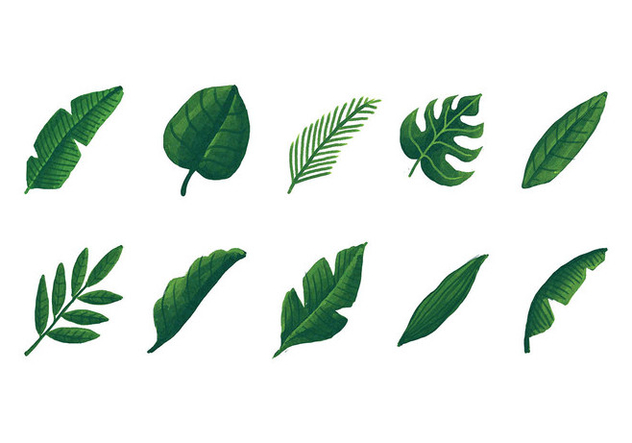 632x443 Hojas Vector Free Vector Download 378173 Cannypic