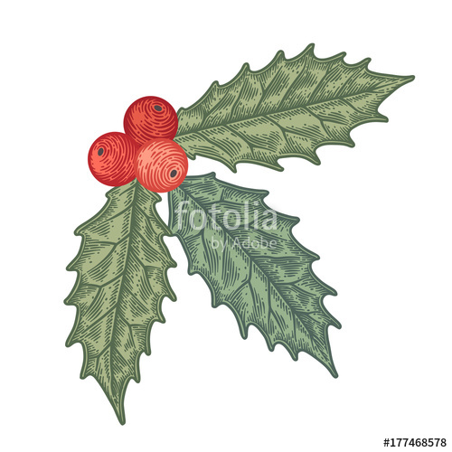 500x500 Hand Drawn Holly Berry Vector Illustration. Stock Image And
