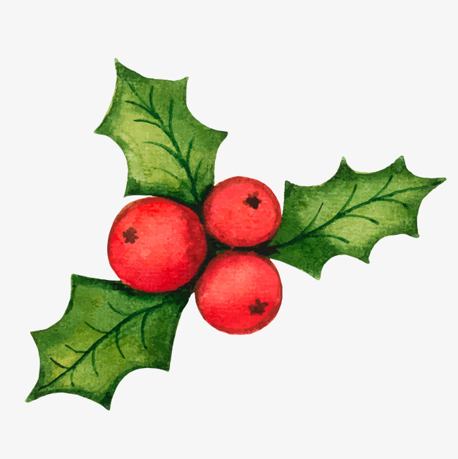650x651 Christmas Holly Decorations Vector Material, Vector, Holly