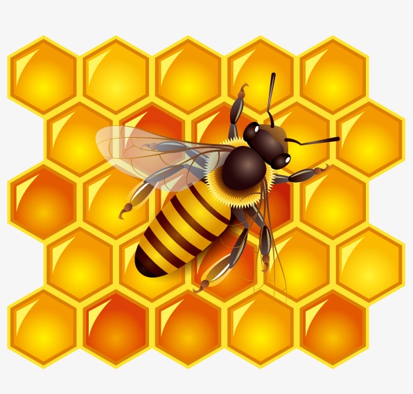 Honey Bee Vector at GetDrawings | Free download