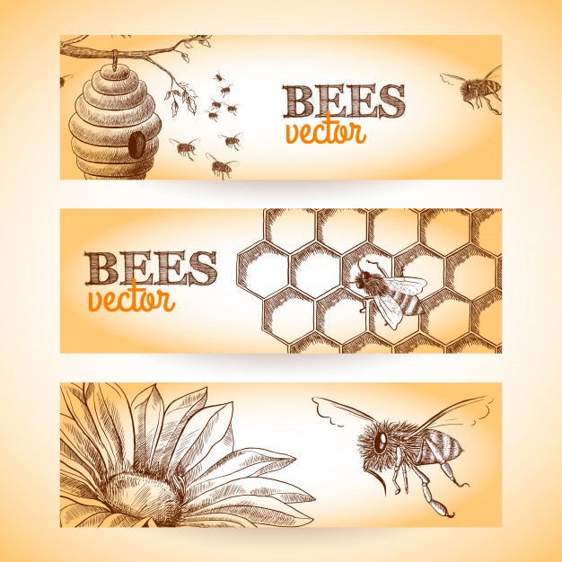 626x626 Honey Bee Vectors, Photos And Psd Files Free Download