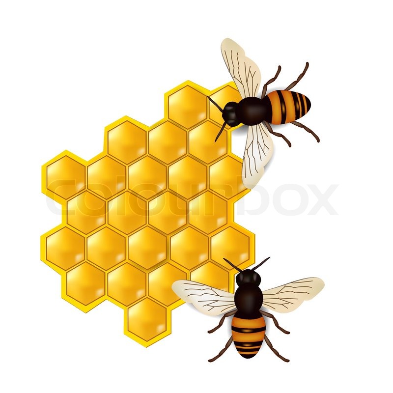 800x800 Honeycombs With Honey Bees Stock Vector Colourbox