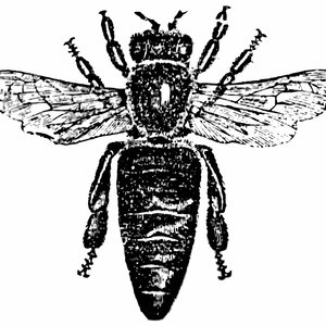 300x300 Vector Honey Bee