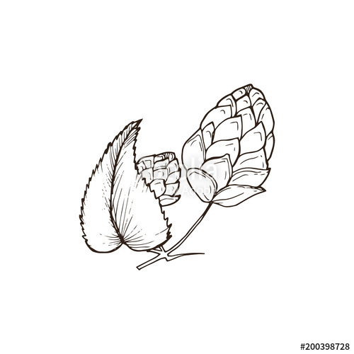 500x500 Hand Drawn Beer Hop Branch Isolated On White Background. Hop Cone