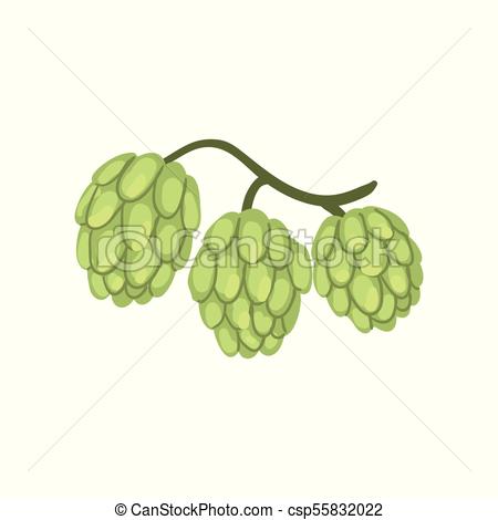 450x470 Hop Cones, Humulus Lupulus Plant, Element For Brewery Products