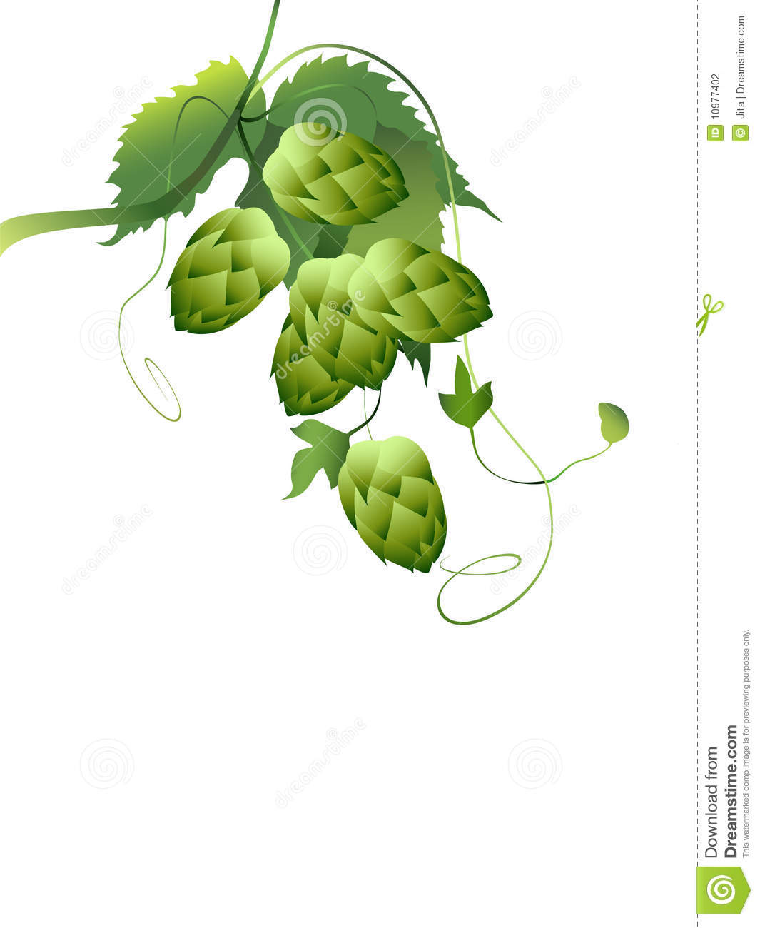 1065x1300 Hops Clipart Hop Cone ~ Frames ~ Illustrations ~ Hd Images ~ Photo