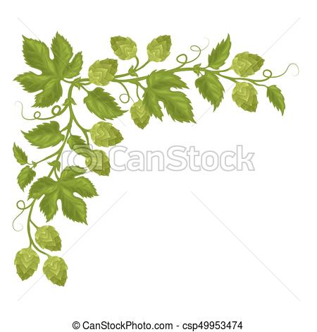 450x470 Hops Cones And Flowers With Leaves, Fully Hand Drawn Vector.