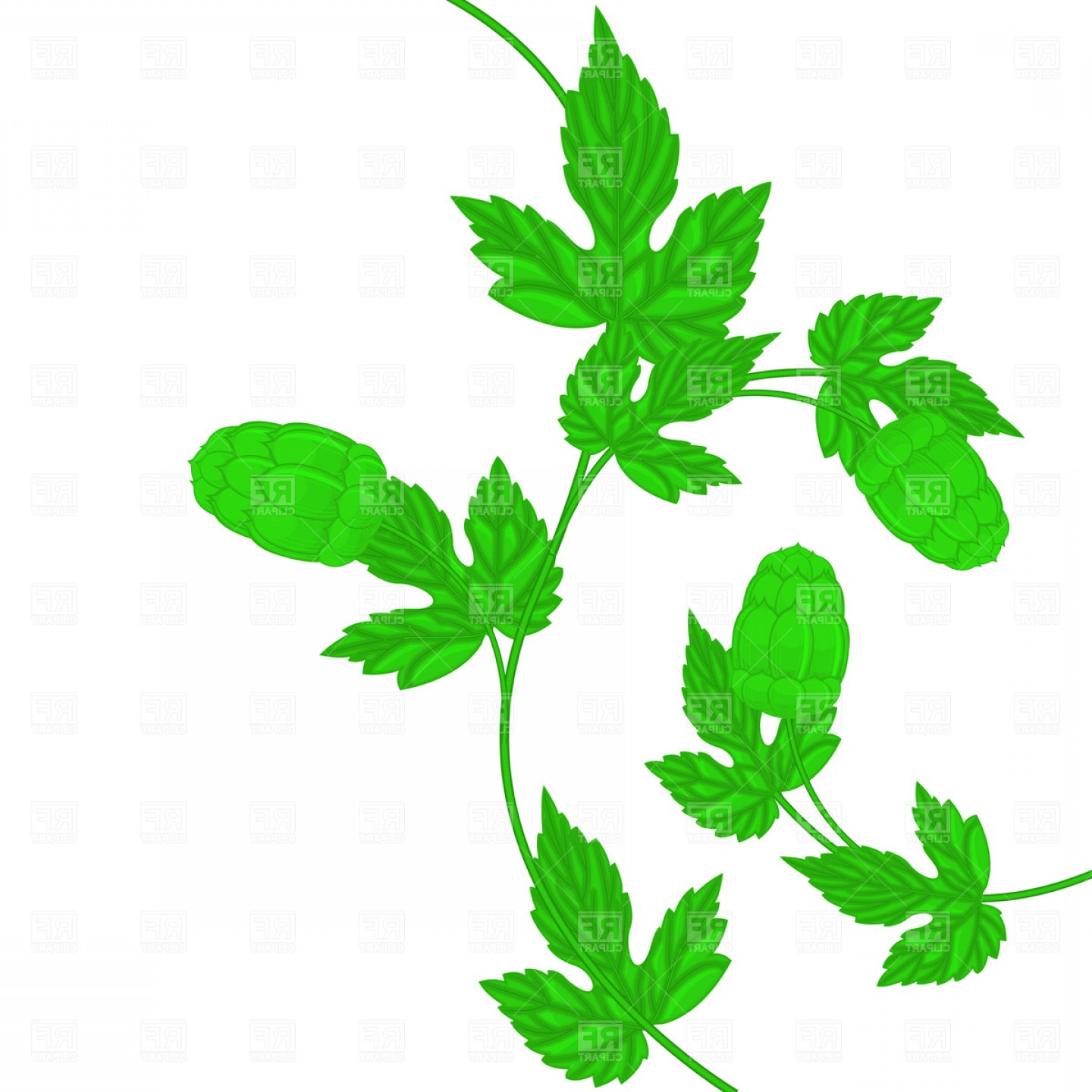 1440x1440 Beer Hop Cone And Leaf Vector Clipart Createmepink