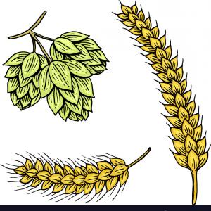300x300 Hops And Barley Ornament Vector Rongholland