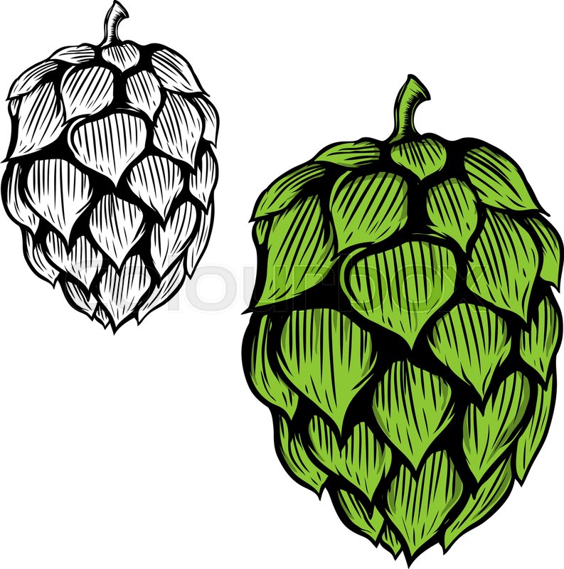 793x800 Beer Hop Illustration On White Background. Design Element For Logo