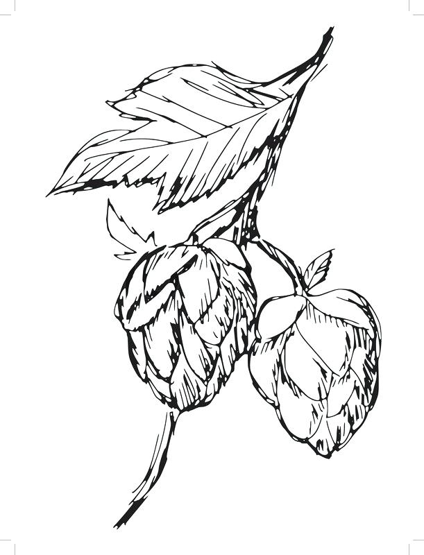 611x800 Hops Vector Design Free Download Crazywind