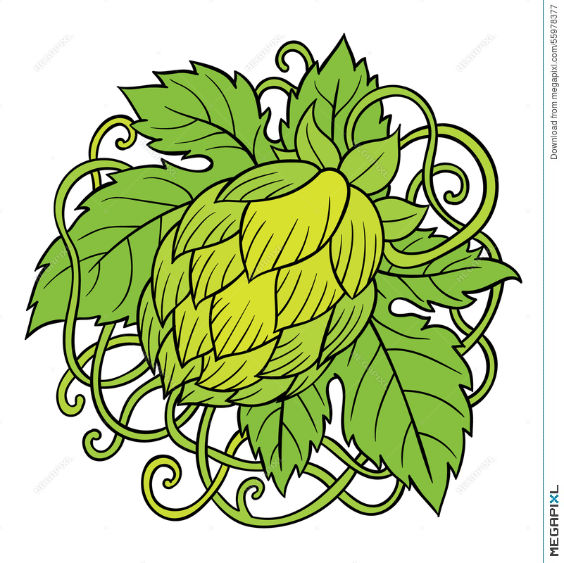 801x800 Hops Vector Illustration 55978377