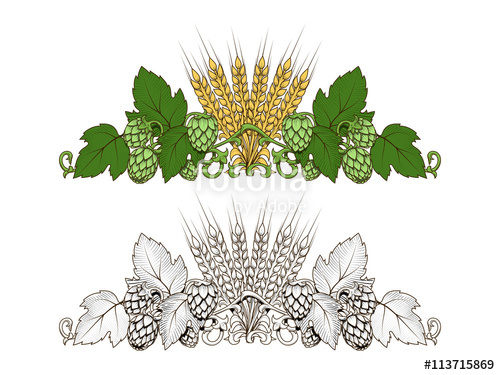 500x375 Hops And Barley Ornament Vector Illustration Stock Image And