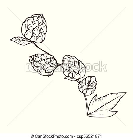 450x470 Beer Hop Vector. Hand Drawn Beer Hop Branch Isolated On White