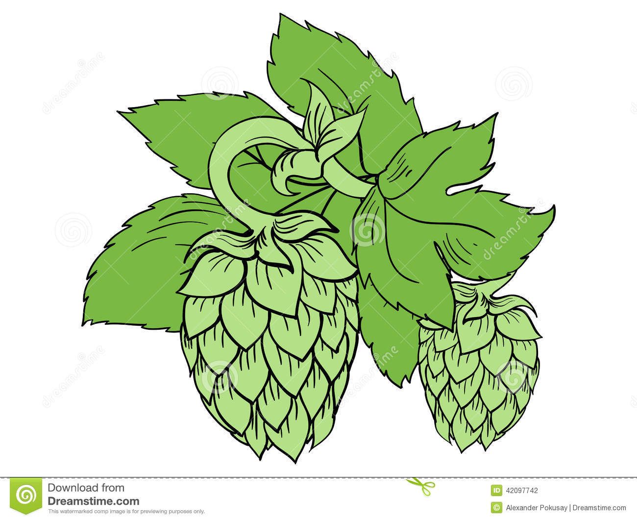 1300x1065 Hop Vine Vector 39820 Usbdata