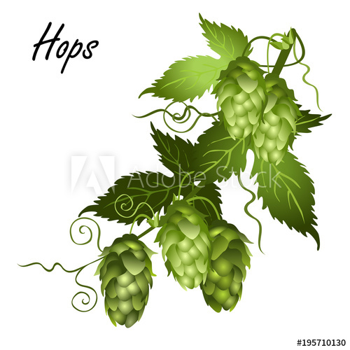 500x500 Hop Vine (Humulus Lupulus) With Leaves And Seed Cones. Realistic