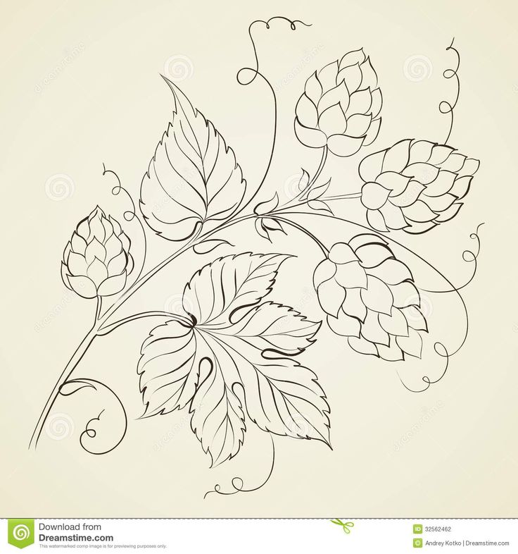 736x786 Hops Vine Clipart
